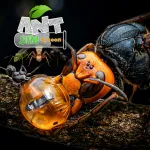 Скачать взлом Ant Sim Tycoon v3 APK Мод (Меню, Много денег) на Андроид