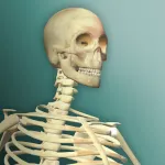 Скачать MOD Idle Human 2 Мод (Много денег) на Андроид
