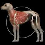 Взломанный Dog Anatomy: Canine 3D на Андроид