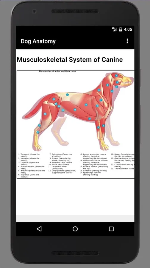 Dog Anatomy: Canine 3D Screenshot 2 Dog Anatomy: Canine 3D Screenshot 2